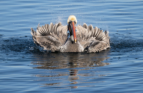 CA Brown Pelican Bathing
