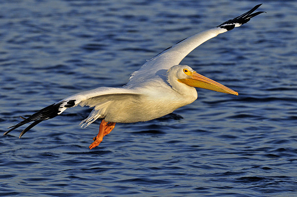 White Pelican Take Off 5