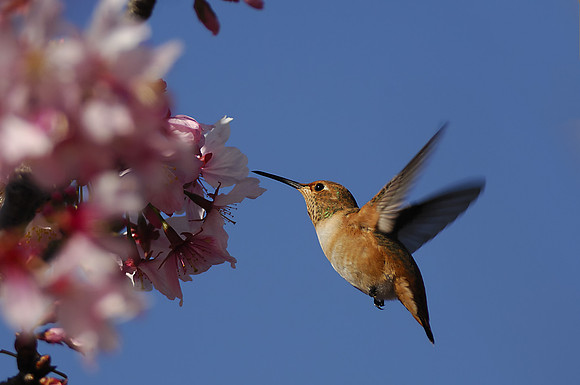 Allen's feeding on Cherry Blossoms