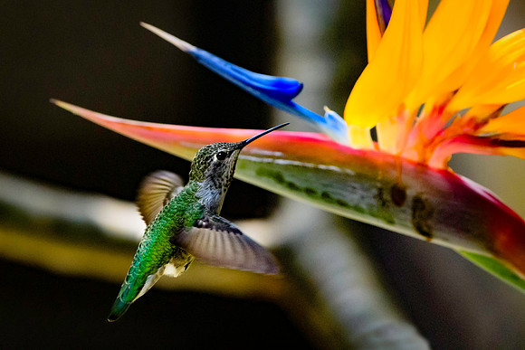 Anna's Hummingbird in Birds of Paradise