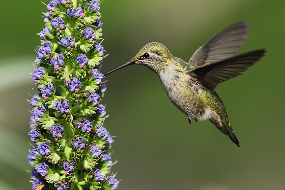 Anna's Hummingbird feeding