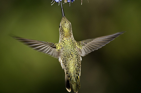 Top view of Anna's Hummingbird