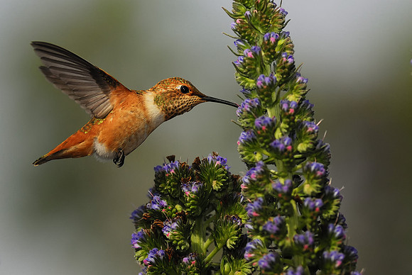 Allen's humming Bird feeding 2