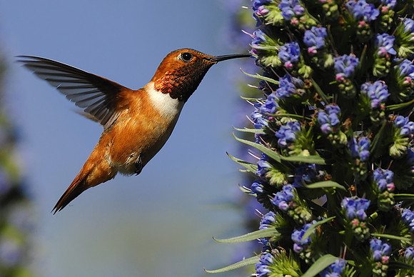 Allen's humming Bird feeding 3