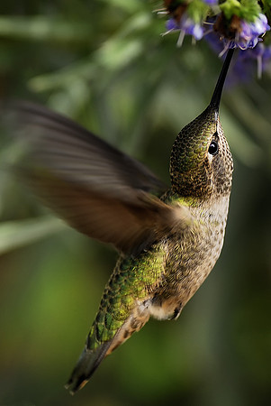 Anna's Hummingbird feeding 2