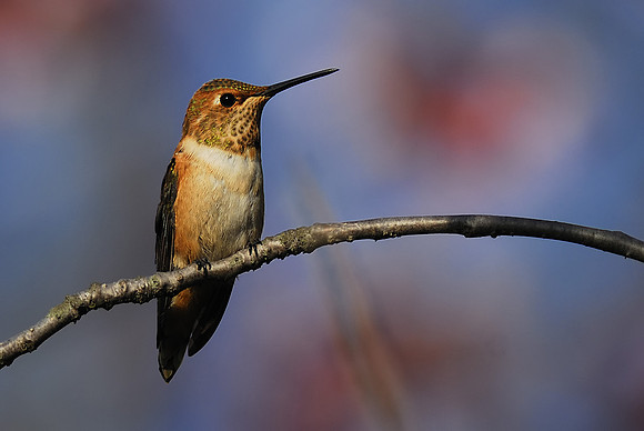 Allen's on a branch