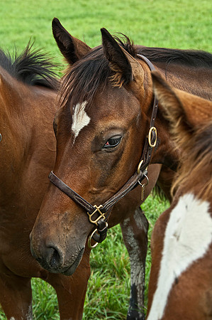 Kentucky Throughbred 2