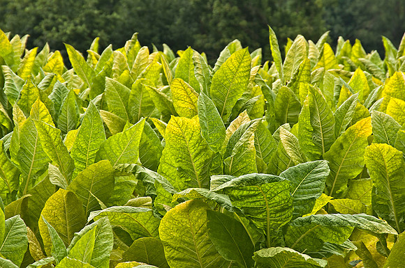 Tobacco Leaves