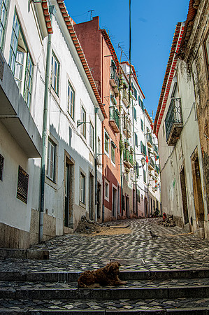 Dog Day afternoon in Old Town Lisbon
