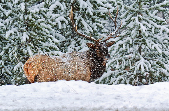 Elk in a snow storm