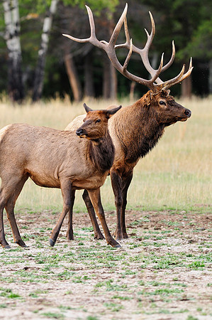 Bull Elk with cow