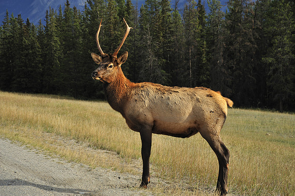 Young Buck