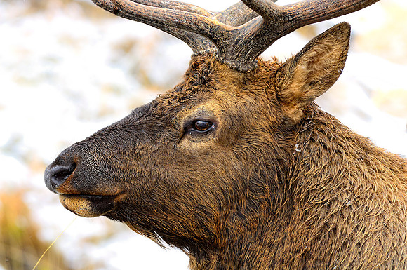 Elk Portrait