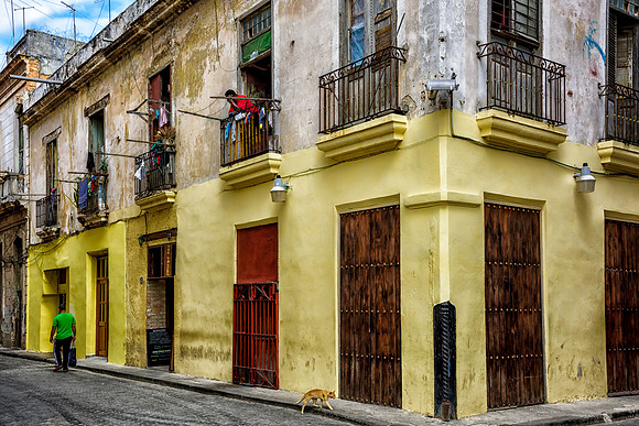 Cuban Cat