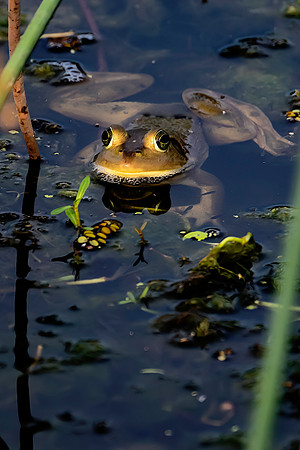 Senior Frog