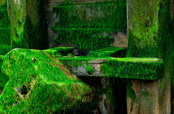 Algea growing on a Beach Wave Brake, Eastbourne, England