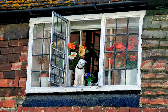Doggie in the Window