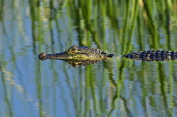 Alligator at Viera Wetlands Florida
