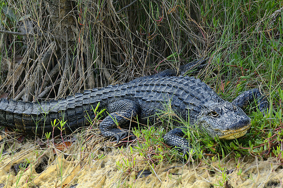 Alligator lurking