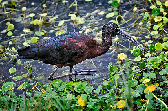 Glossy Ibis