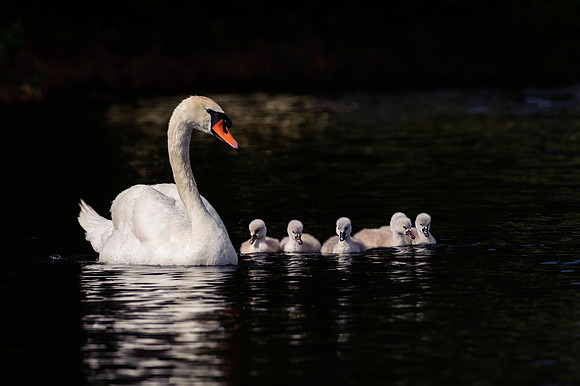 Mute Swan with 6 Chicks