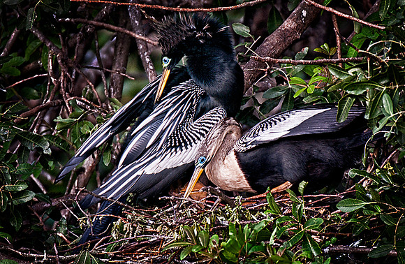 Male and Female Anhinga on a nest