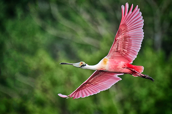 Flying Roseate Spoonbill #3