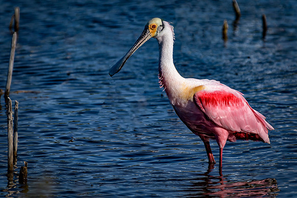 Wading Spoonbill
