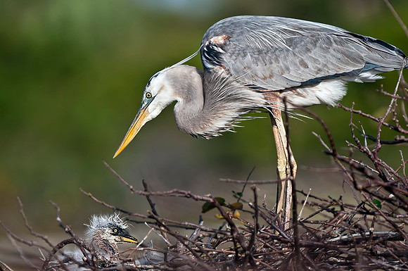 Great Blue Heron with Chick on nest