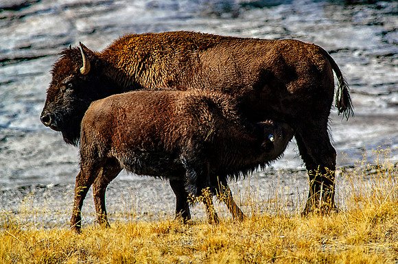 Bison with feeding Calf