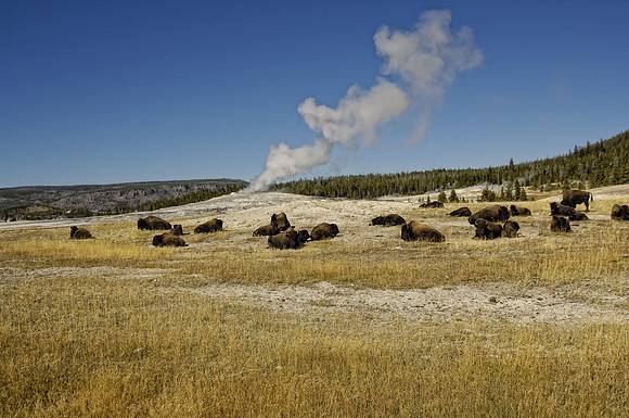 Bison waiting for Old Faithful to go off
