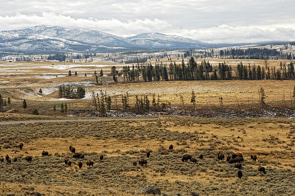 Where the Buffalo Roam