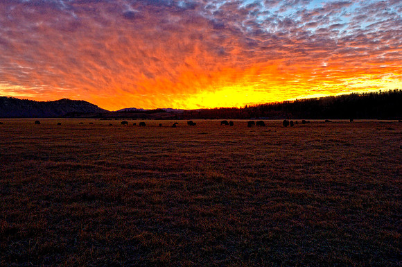 Bison at Sunrise