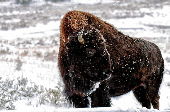 Bison in first snow storm of winter