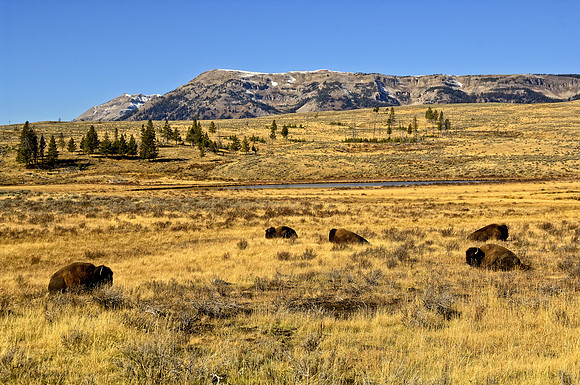 Bison in open spaces of Yellowstone