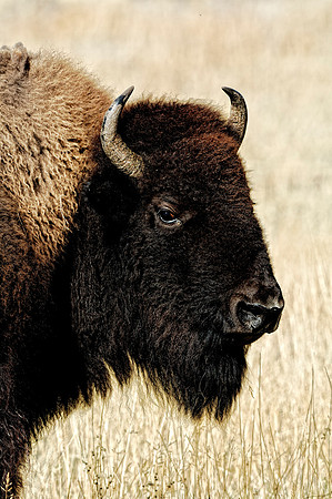 Bison Portrait