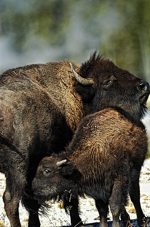 Nursing Bison Calf