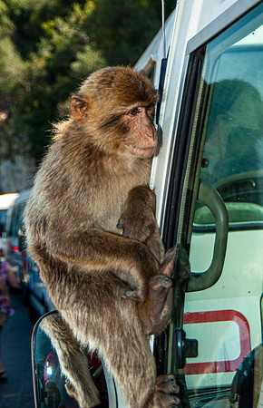 Juvenile Ape