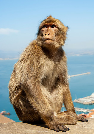 Great Ape of Gibralter