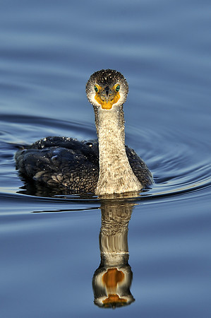 Cormorant Swimming 2