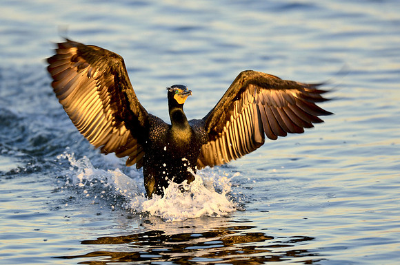 Cormorant Landing