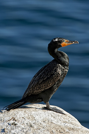 Cormorant Standing