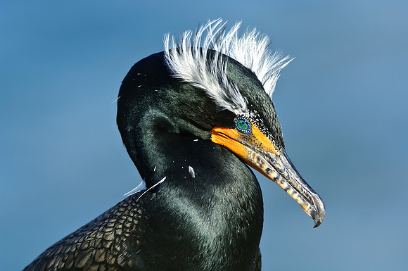 Cormorant portrait 2