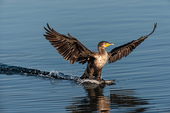 Cormorant Landing 2