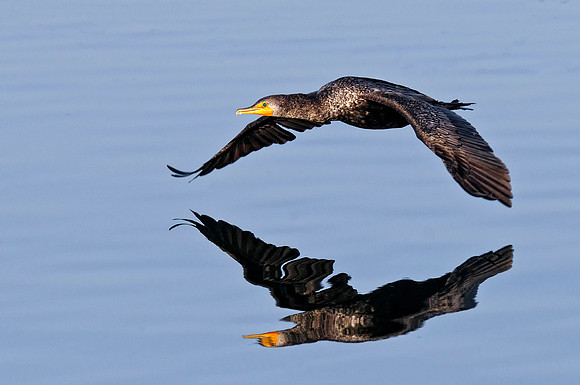 Cormorant in Flight