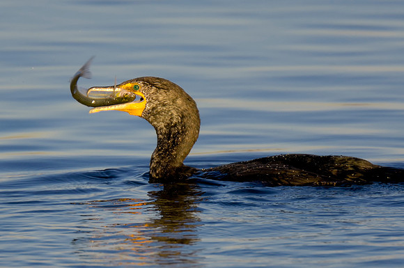 Cormorant with Fish