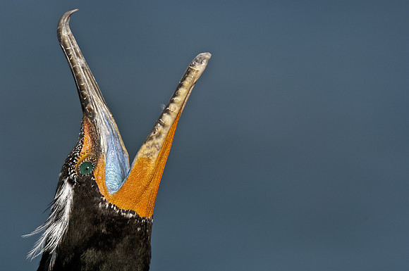 Cormorant Head Throw