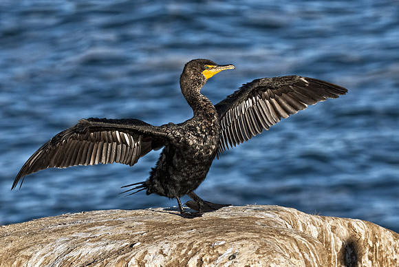 Cormorant Drying Wings Frontal View