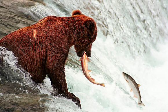 Grizzly Bear on Falls with Salmon in mouth and another jumping