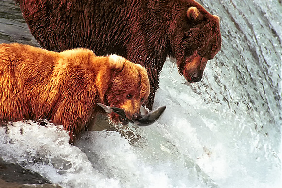 2 Bears on Falls one with a Salmon